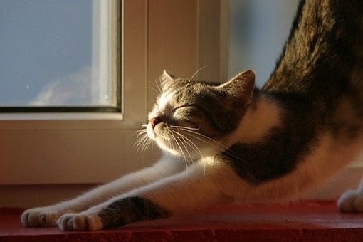 猫儿 待我强大我给自己天下