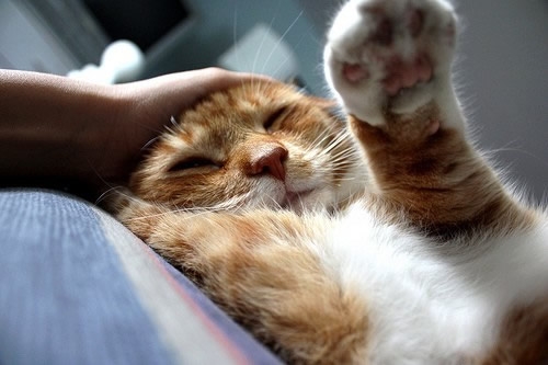 猫儿 待我强大我给自己天下