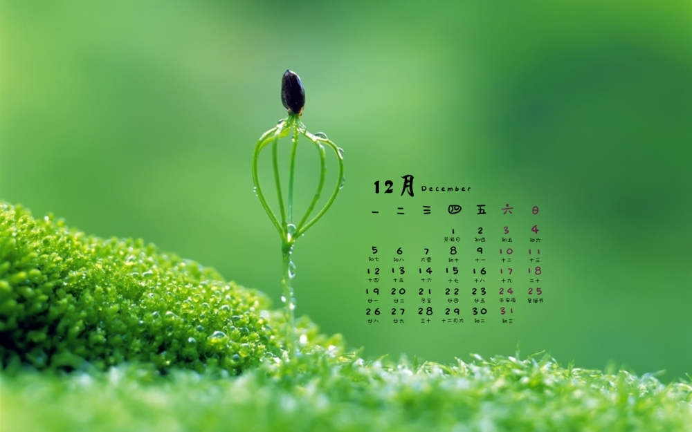 2016年12月日历绿色小清新植物风景电脑桌面壁纸