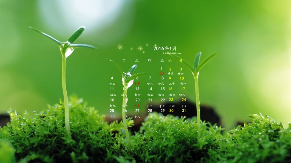 2016年1月日历有水珠的植物桌面壁纸下载