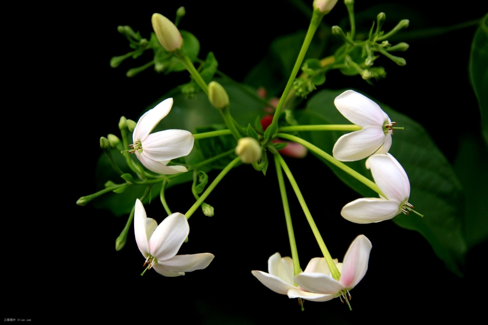 使君子花植物