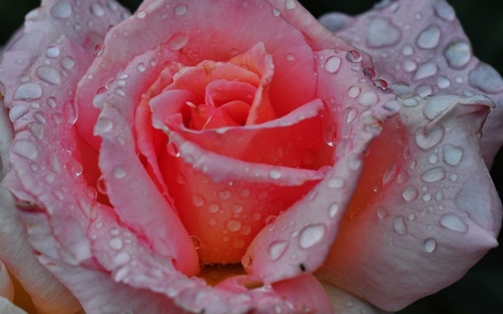 唯美雨后月季花桌面壁纸下载