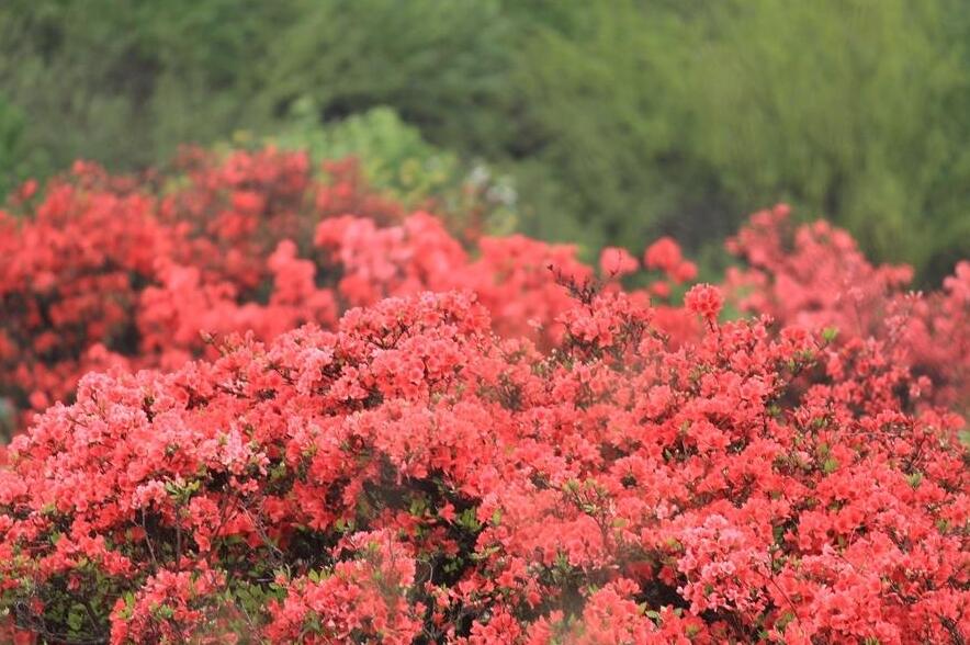 溪边杜鹃花图片电脑壁纸