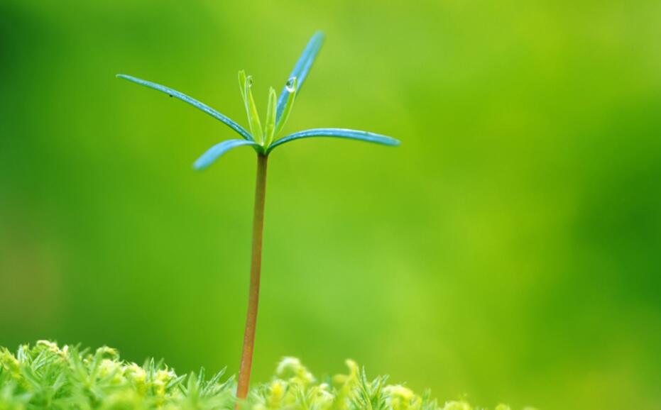 绿色植物桌面小清新电脑桌面图片