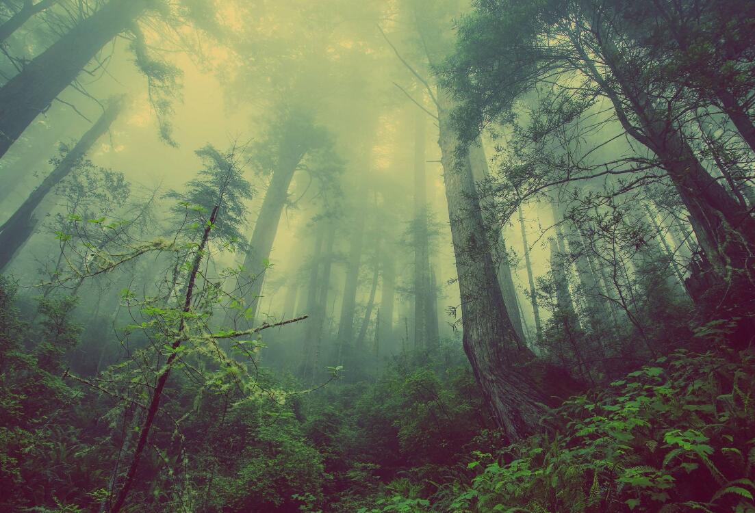 迷雾原始森林电脑桌面壁纸下载