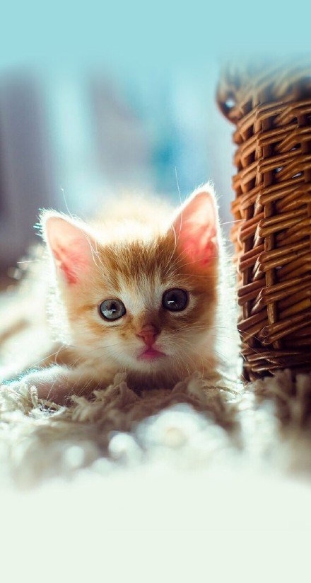 奶茶妹妹：你喜欢你的猫 那我呢