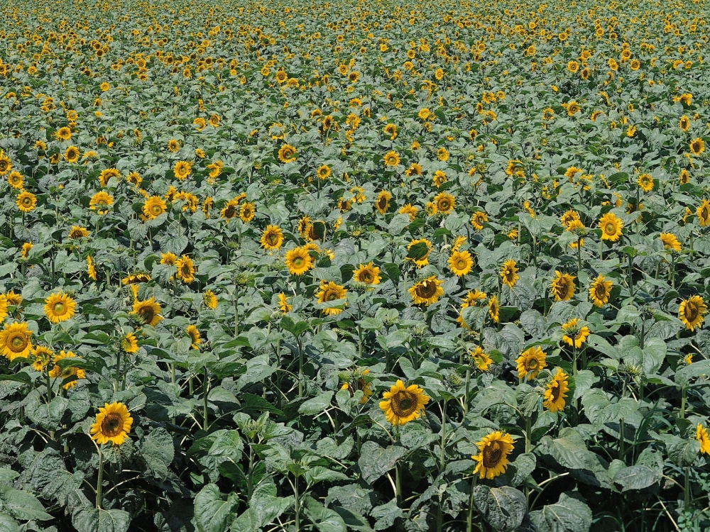 鲜花合集 第三辑