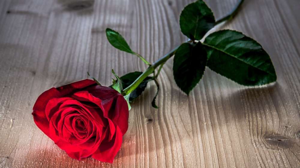 一枝红玫瑰花电脑桌面壁纸