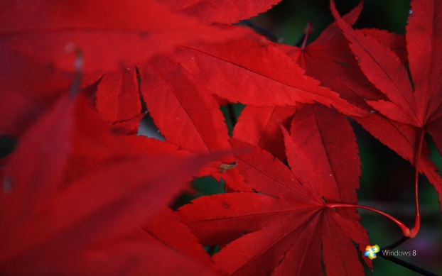 windows8高清壁纸 1920X1200【24P】