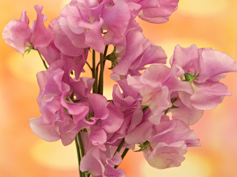 鲜花装饰 第九辑