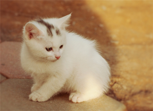 卖萌可爱猫咪