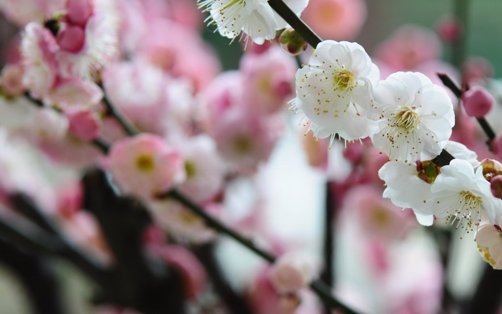 诗韵梅花电脑壁纸