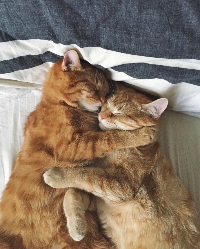 陈晨：和我一起养好多的猫吧