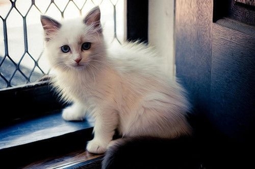 卖萌可爱猫咪