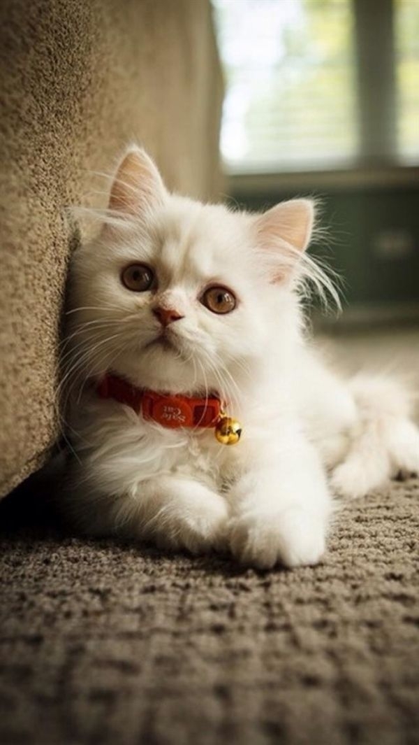 猫大人～么么哒