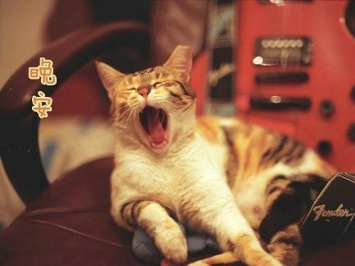可爱的猫咪小动物晚安表情图片