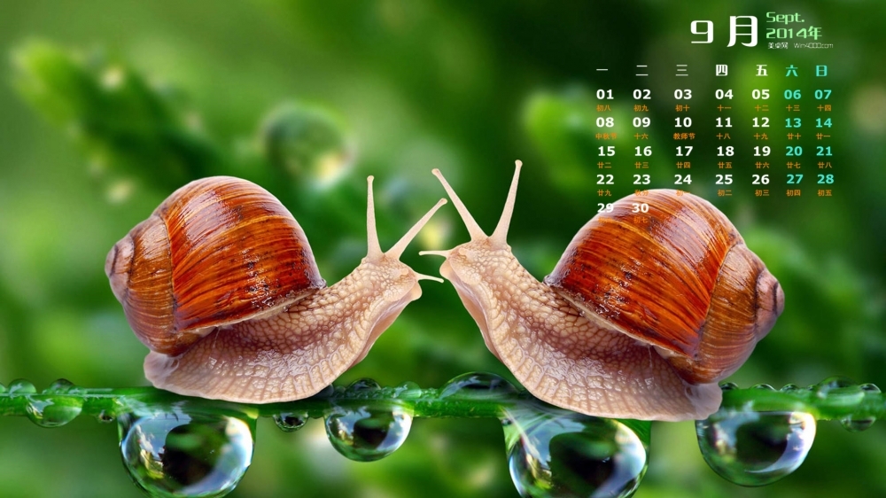 2014年9月日历自然动物蜗牛高清电脑桌面主题壁纸下载