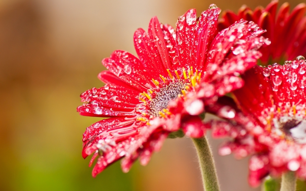 粉色非洲菊鲜花高清壁纸