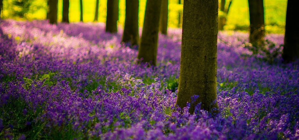 森林树木,花朵,紫色花海,自然风景桌面壁纸