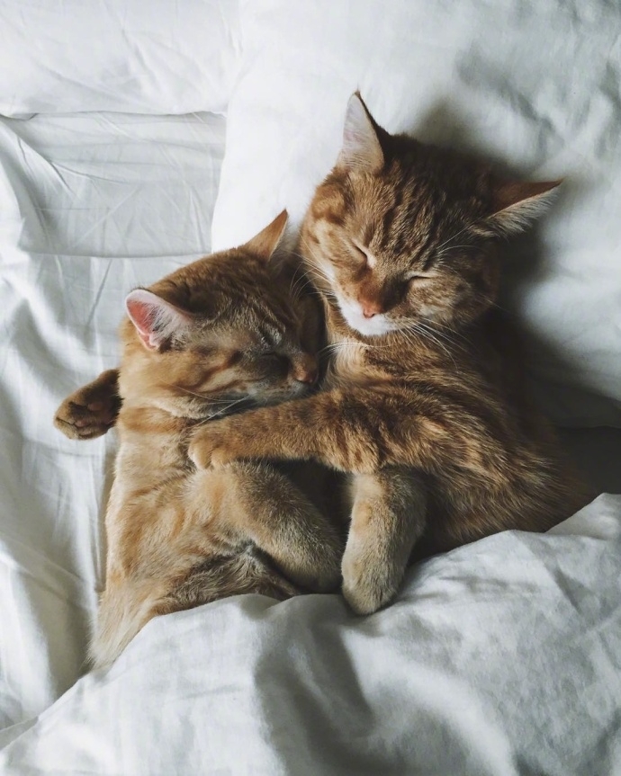 陈晨：和我一起养好多的猫吧