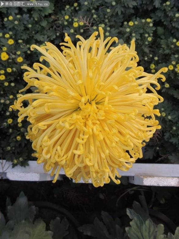 俯视拍摄绽放的黄菊花花卉图片