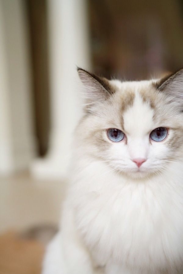 猫大人～么么哒