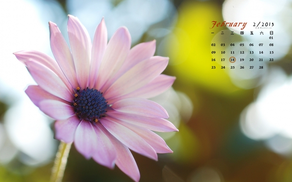 2015年2月日历壁纸大自然清新花卉唯美高清桌面图片下载