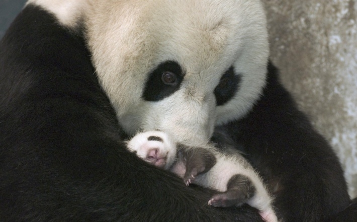国际熊猫节熊猫摄影电脑壁纸
