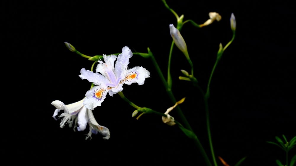 鸢尾花花语图片