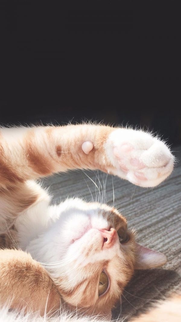 猫大人～么么哒