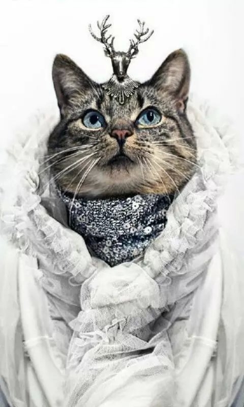 奶茶妹妹：你喜欢你的猫 那我呢