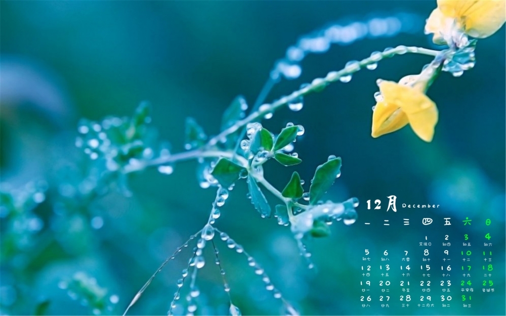2016年12月日历小清新植物花卉壁纸图片大全