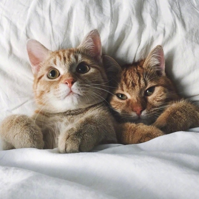 陈晨：和我一起养好多的猫吧