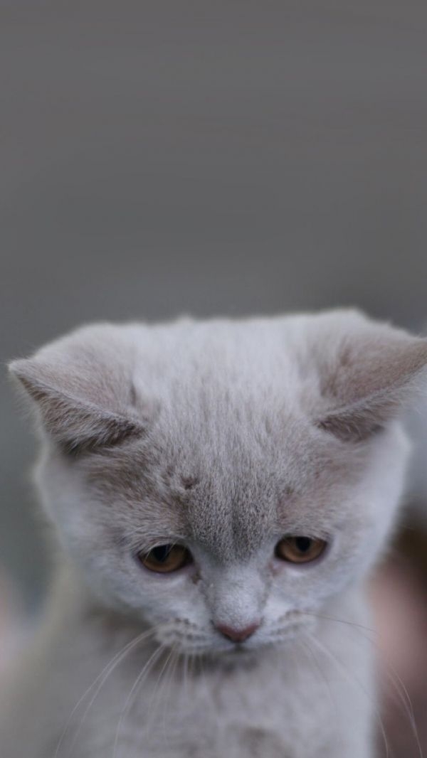 猫大人～么么哒