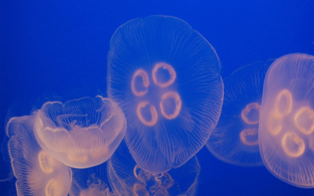 简单自然唯美的浮游生物水母高清桌面壁纸第二辑