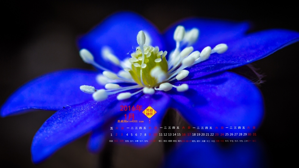 2016年1月日历简约植物锁屏高清壁纸4