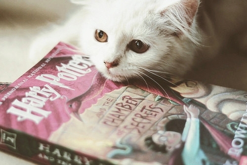 可爱小动物萌宠猫咪