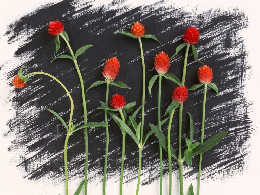 鲜花装饰 第九辑