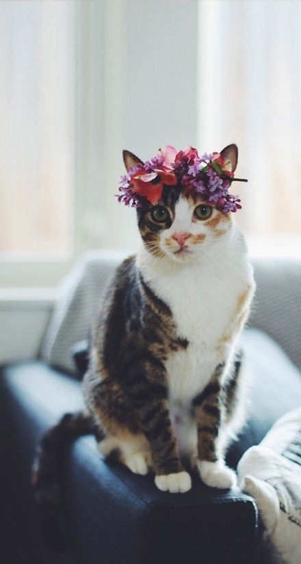 奶茶妹妹：你喜欢你的猫 那我呢