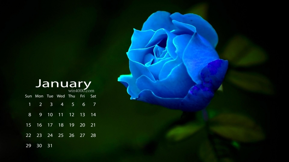 2017年1月唯美蓝玫瑰高清日历壁纸