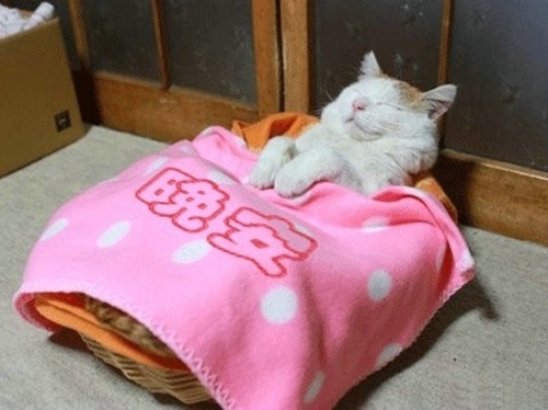 可爱的猫咪小动物晚安表情图片