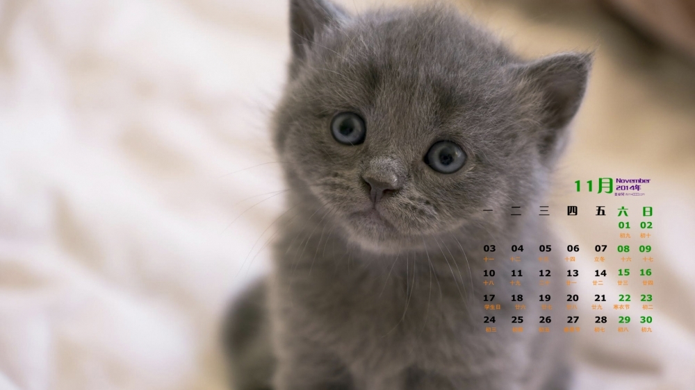2014年11月日历桌面壁纸可爱的小猫高清图片