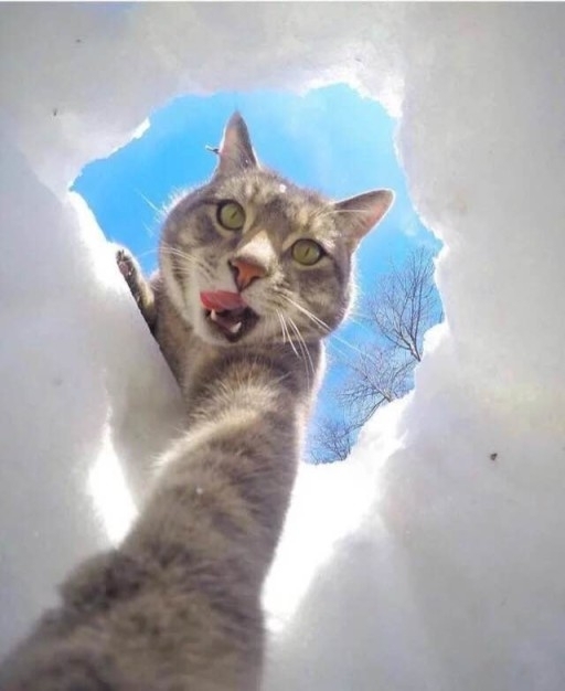 奶茶妹妹：你喜欢你的猫 那我呢