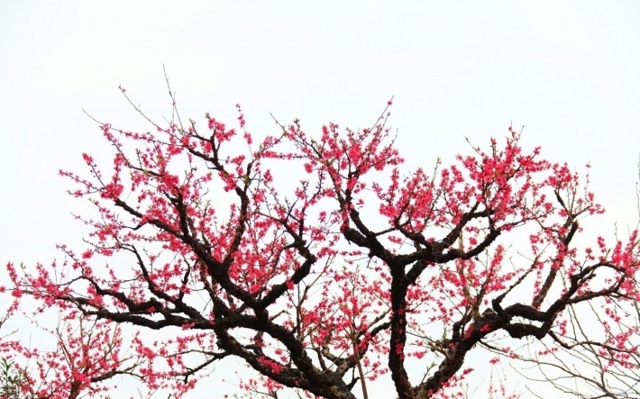 春天红色桃花电脑壁纸