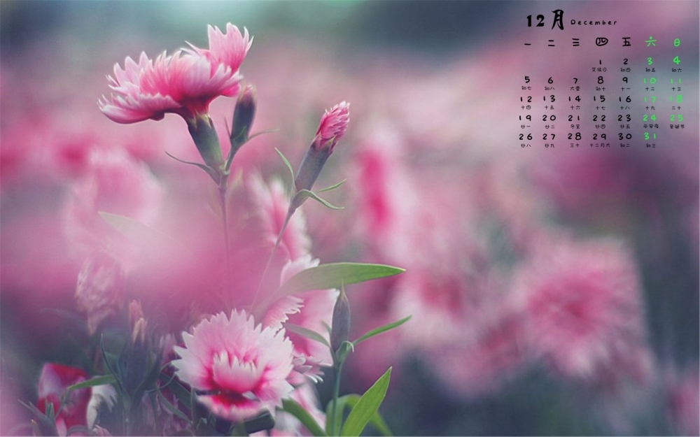 2016年12月日历小清新植物花卉壁纸图片大全