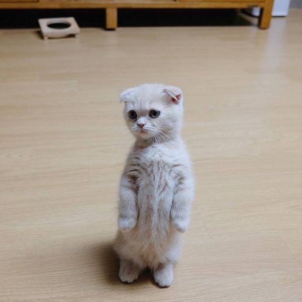 猫大人～么么哒