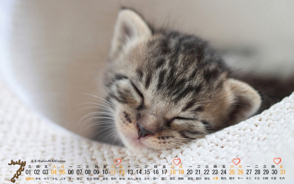 2015年7月日历壁纸精选睡眠中的可爱小奶猫电脑壁纸下载