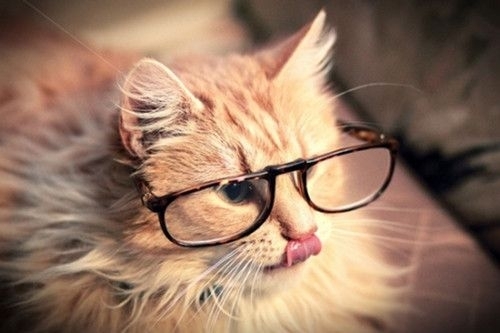 卖萌可爱猫咪