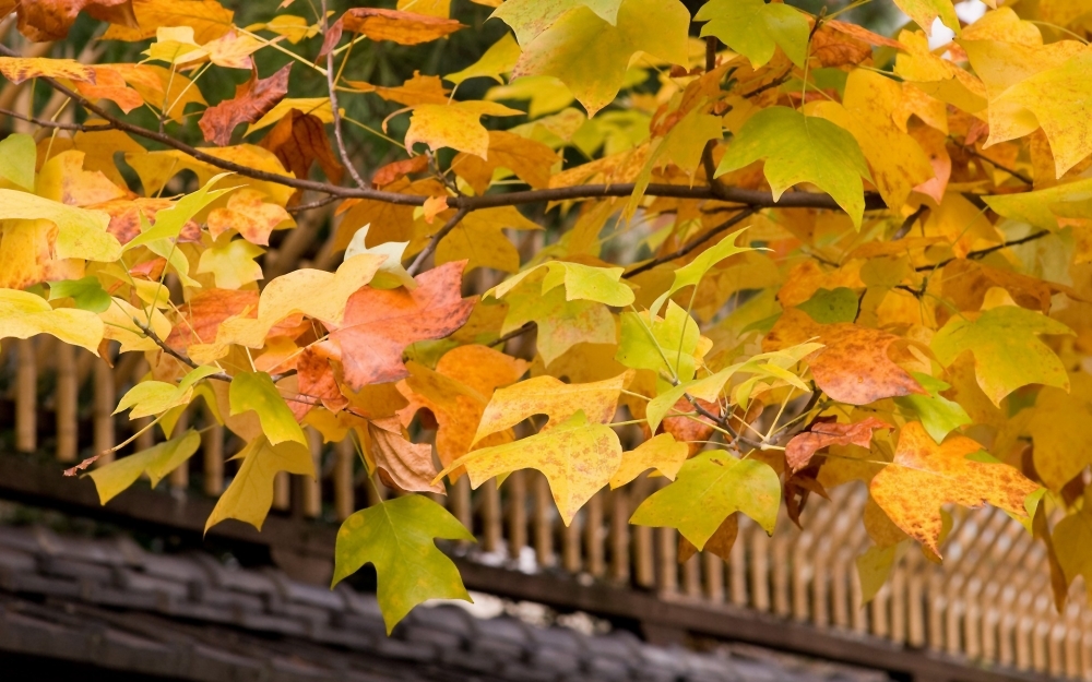 秋天的美丽植物落叶图片合集高清电脑桌面壁纸下载