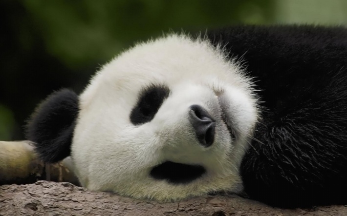 国际熊猫节熊猫摄影电脑壁纸
